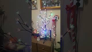 Christmas Flowered Lights in the FNI #shorts #christmaslights
