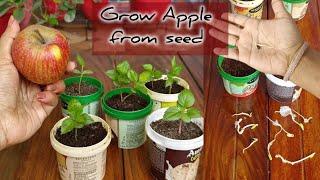 Grow Apple tree from seed | सेव का पौधा घर पे भी ऊगा सकते हैं ( English Subtitle )