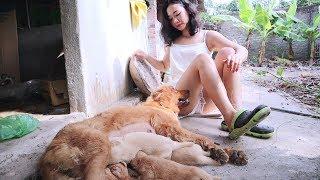 Susu Vlog - Feed the puppies nutrients to keep them healthy