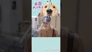 狗狗也會閙跳樓！？ #寵愛PetPet #歡樂APM #shorts