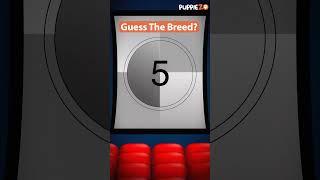 Guess the Breed #challenge #puppiezo #ytshorts #puppy