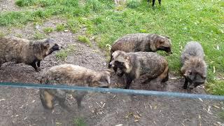 Noisy Raccoon Dogs