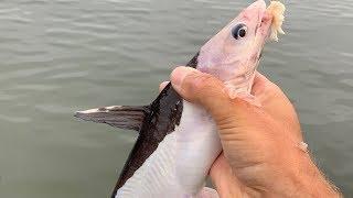 Catfish Derby: I Caught a Rare Fish and a Golly Whopper Size Flathead[Fishing Western]