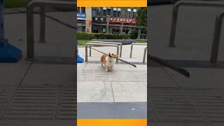 Funny Video Baby Luna  #shorts #babyluna #dog #funny