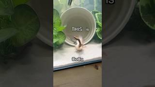 How I Saved an Axolotl 