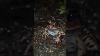 #frogs