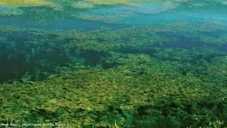 How to identify Eurasian water-milfoil