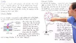 Prokaryotic vs Eukaryotic Flagella