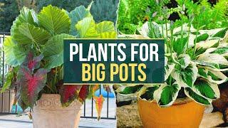 10 Best Plants ideas to Grow in Big Pots  Planting Large Containers 