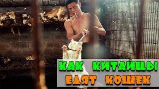 КАК КИТАЙЦЫ ЕДЯТ КОШЕК!!!