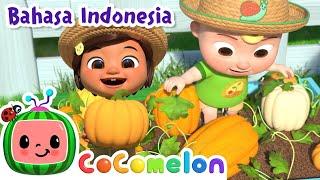 Waktunya Panen | CoComelon Bahasa Indonesia - Lagu Anak Anak | Nursery Rhymes