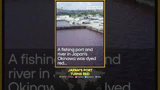 Port in Japan's Okinawa turns red from beer factory leak | WION Shorts