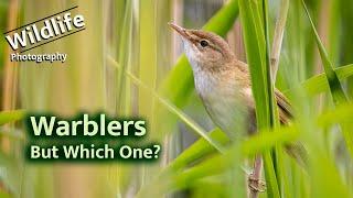 Reed Warblers and Whitethroat | UK Wildlife and Nature Photography