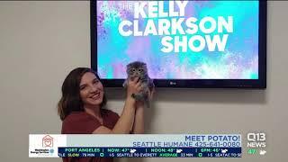 Potato the celebrity kitten with dwarfism stops by Q13 News