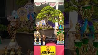 POTRET BEST IN SHOW SANTIGI | BONSAI JUARA