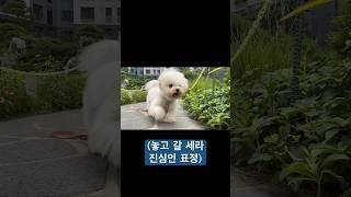 너 자꾸 멀리 가면 두고 간다~ #강아지산책 #walkaround