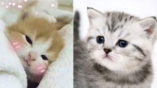 cat videos 2020| -Cute and Funny Cat Videos Compilation #09