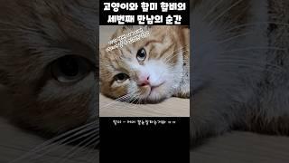 집냥이 되기 전, 할미할비와의 세번째 만남의 순간