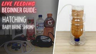 Simple DIY Setup for Hatching Brine Shrimp Eggs