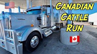 American Cattle Trucker Goes To Canada