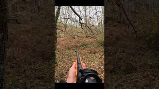 великолепный снимок дикого кабана #cinghiale #chasse #wildboar #охота