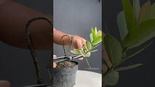 Creating Beautiful Twisted Tree Shapes