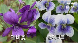 제비꽃/종지나물/미국제비꽃/Violet / Zinnia / American Violet