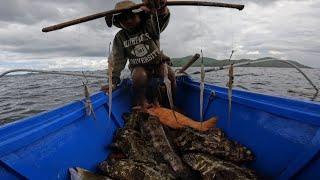 Small Octopus Napakaepektibo na Pamain kahit maliliit Ang Lalaki ng mga Nahuhuli