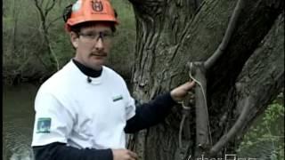 Natural-Crotch Rigging Tips