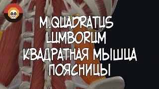 Квадратная мышца поясницы (m.quadratus lumborum) 3D Анатомия