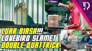 [LUAR BIASA] Lovebird Slamet Double Quattrick Juara 1 dan Juara 2 serta sedikit rahasia rawatannya