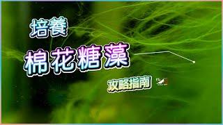 【蝦蝦特輯EP7】培養棉花糖藻!超完整指南 設缸教學｜養蝦教學｜水族日常｜我只是個養蝦的