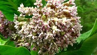 Showy Milkweed, Asclepias speciosa, Manitoba, Canada. YIMM.art (July 2, 2023) 1