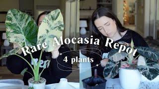 Repot Four Rare Variegated Alocasia Plants With Me! | I Found 7 Corms!