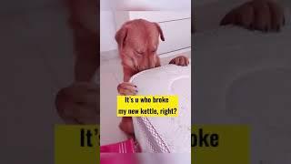 Fuuny Dog Emotinal dog viral dog short video #dog #funnydogs #shorts #short #viral 11