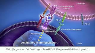 Immunonkologie: PD-1 (Programmed Cell Death-1)