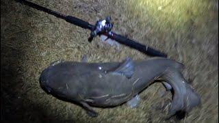 Night Fishing For Channel Catfish! MEGA Takedowns!