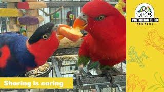 Black-Capped Lory | Victorian Bird Co