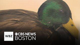 100 gallons of oil spills into Boston's Muddy River, impacting around 40 animals, officials say