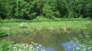 Fantastic Acreage, Artesian-fed pond, trout stream