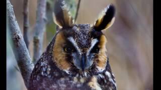 Long Eared Owls