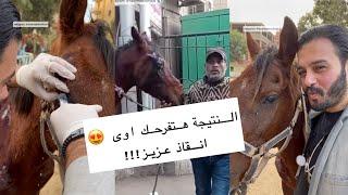 بعد انقاذه النتيجة هتفرحك اوى الحصان عزيز 