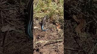 Skink lizard in Michigan with bright blue tail! #skink #michiganwildlife #lizard