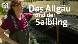 Saibling vom Berg: Fischzucht im Gunzesrieder Tal | Schwaben & Altbayern | BR