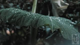 Lluvia relajante para dormir (1 hora)