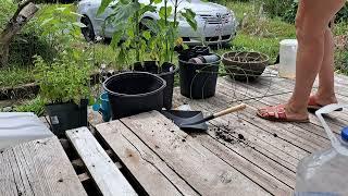 Finally, transplant my PEPPERS  .  Mystery Lane with Nanna Newf  .
