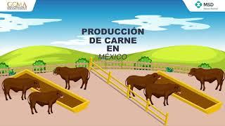 Producción de carne bovina en México