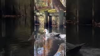 Kayaking next to this handsome fellow. I think it’s a goose maybe it’s a fancy duck not sure.