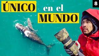 Descubre el secreto de la BALLENA FRANCA AUSTRAL en Argentina (Ep.8)