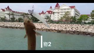 ワインド軟蟲釣底物2  香港迪士尼碼頭釣魚